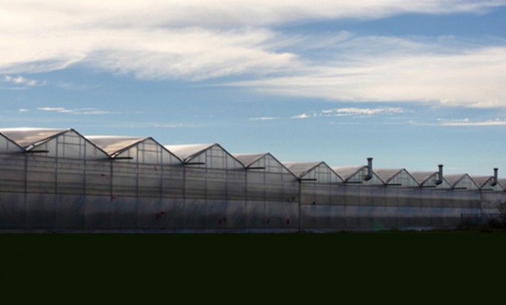 Nearly 75 acres producing some of the best quality produce